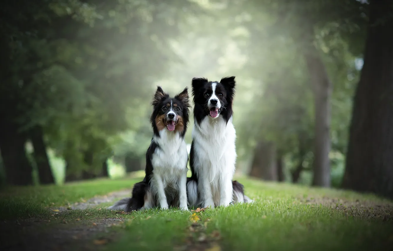 Photo wallpaper dogs, grass, look, nature, background, two, pair, a couple