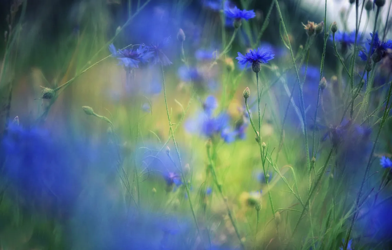 Photo wallpaper flowers, bokeh, cornflowers