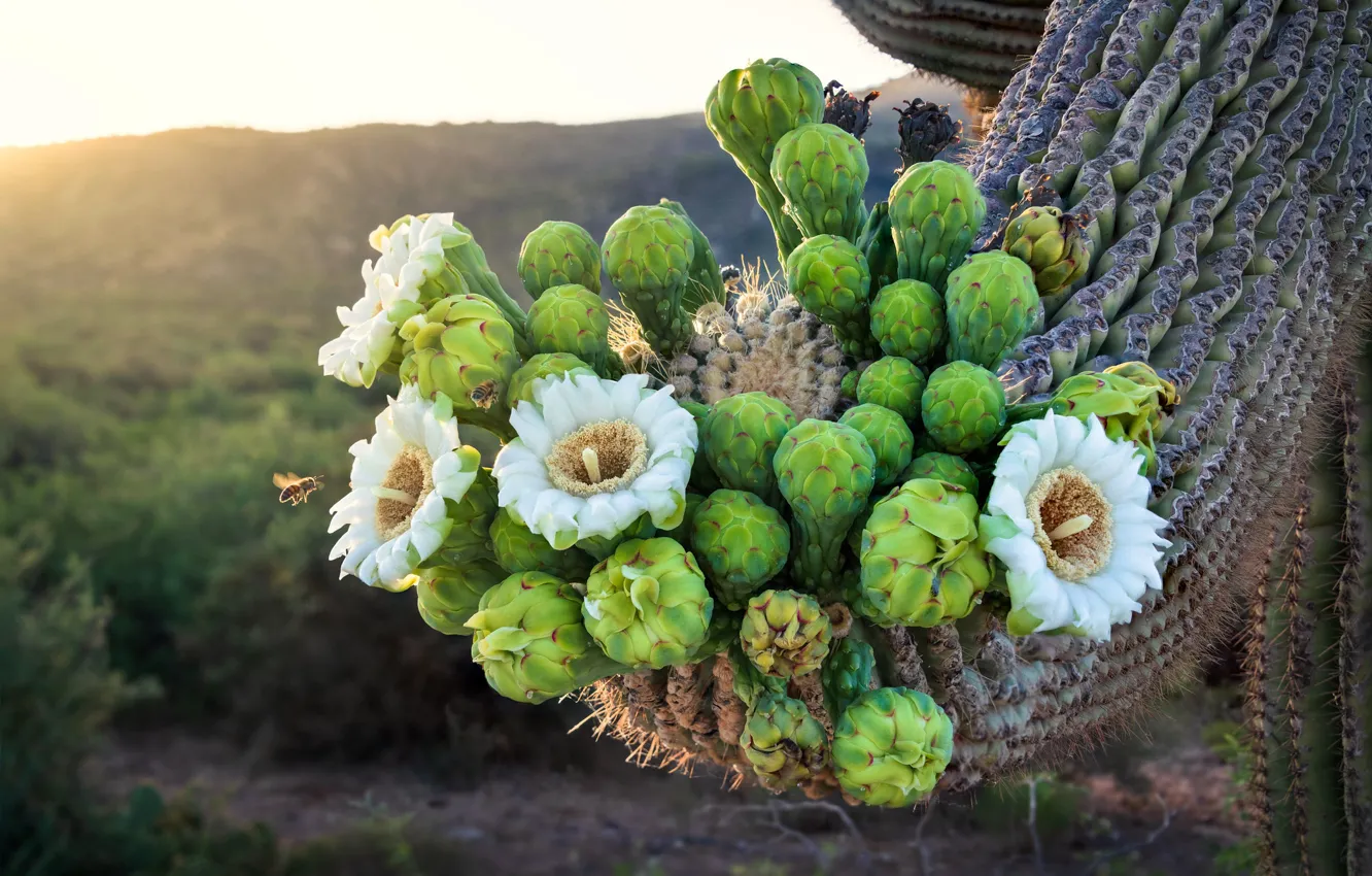 Photo wallpaper flowers, cactus, flowering, flowering cactus
