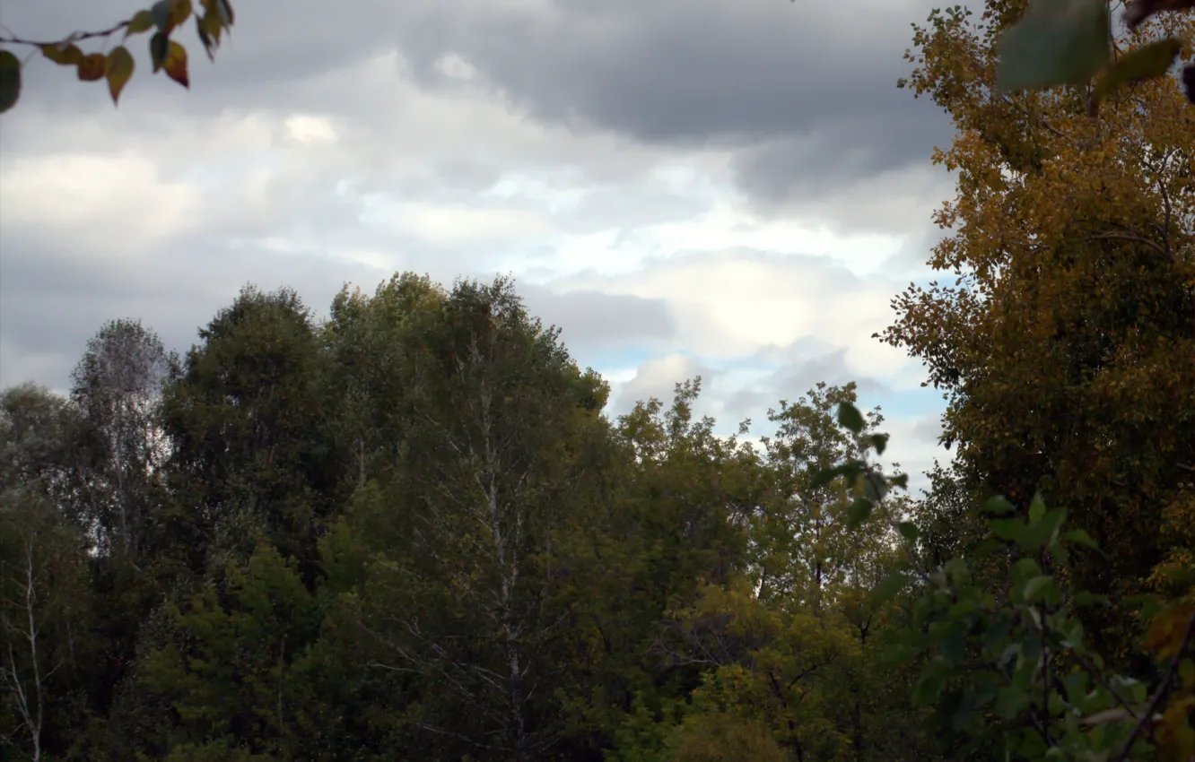 Photo wallpaper water, trees, the evening, bad weather, twilight