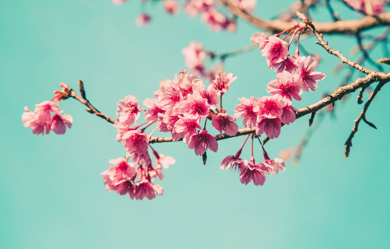 Photo wallpaper the sky, branches, spring, Sakura, flowering, pink, blossom, sakura