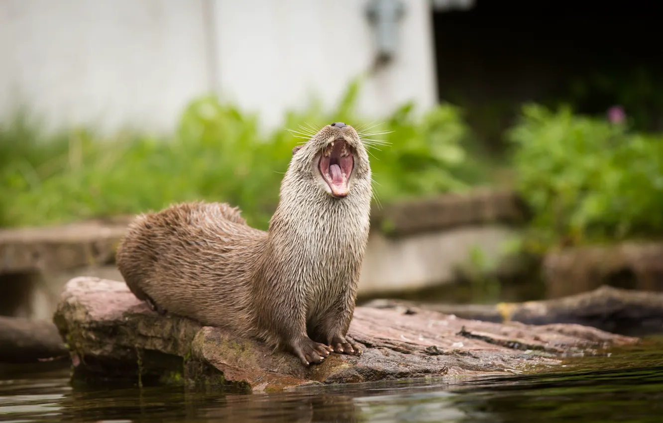 Photo wallpaper stones, mouth, yawns, otter