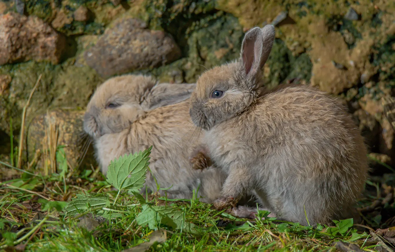 Photo wallpaper nature, animal, rabbit