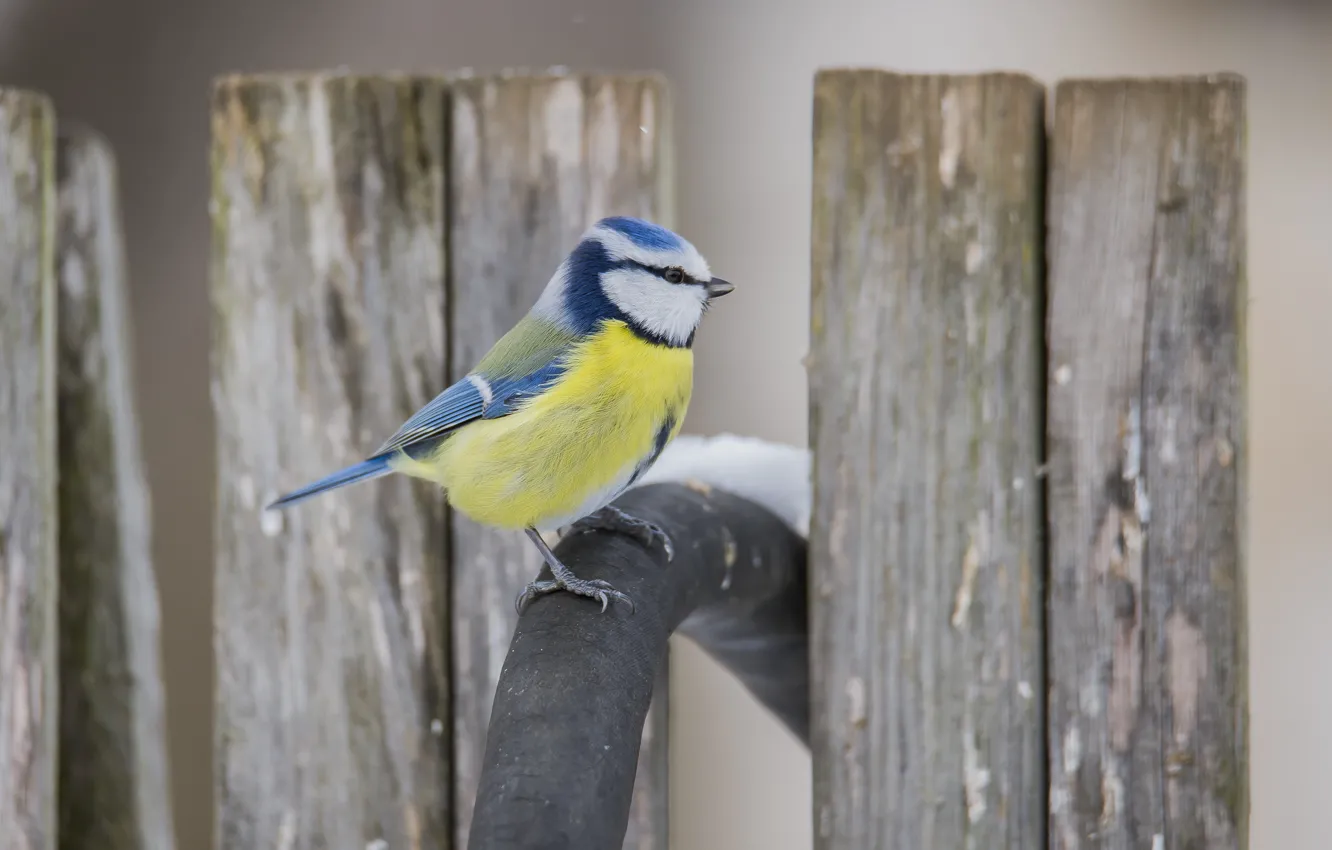 Photo wallpaper winter, bird, sitting, tit, blue tit