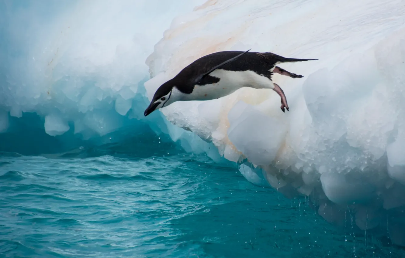Photo wallpaper water, jump, bird, penguin, floe, Antarctic penguin