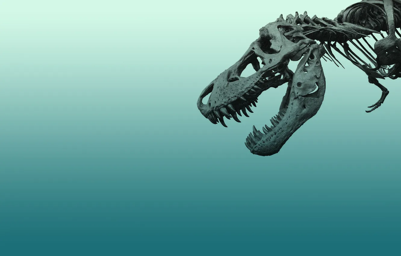 Photo wallpaper dinosaur, minimalism, skeleton, blue background
