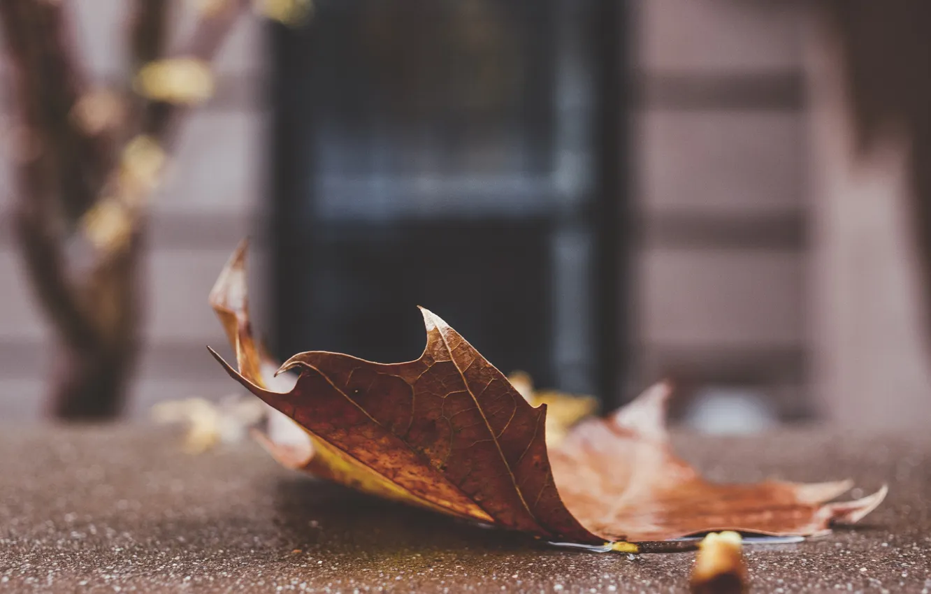 Photo wallpaper leaves, leaf, the door, maple