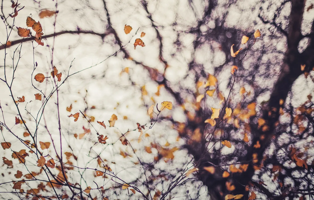 Photo wallpaper autumn, macro, branches, foliage, portal bokeh