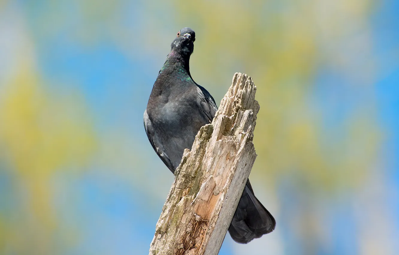 Photo wallpaper nature, bird, pigeons