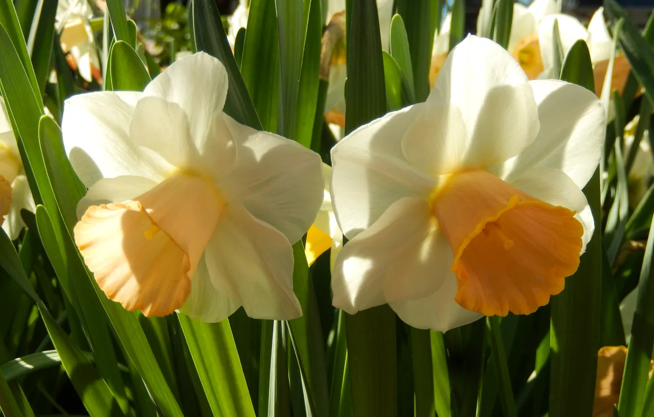 Photo wallpaper flowers, widescreen, Wallpaper, spring, tulips, wallpaper, widescreen, background