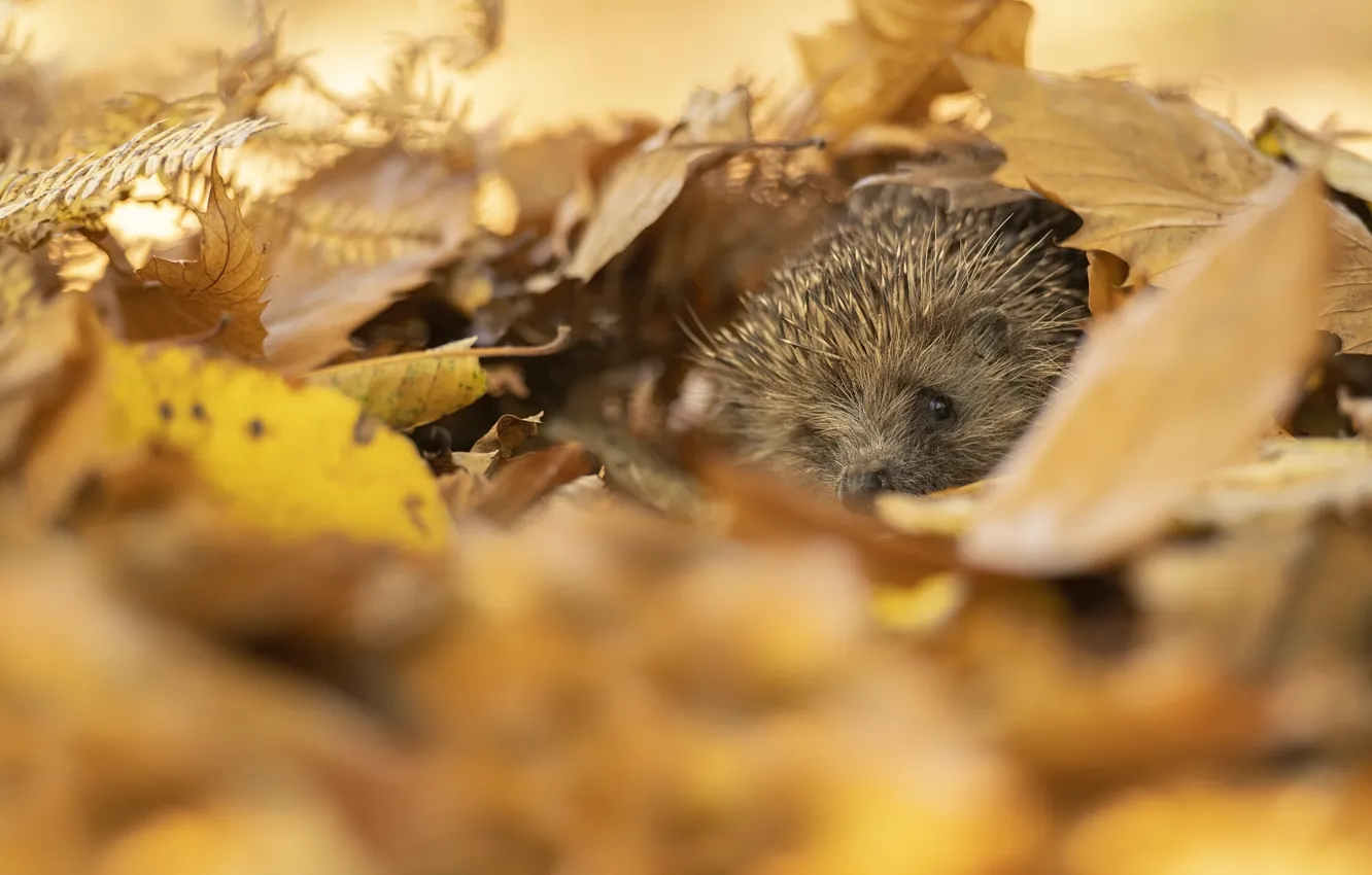 Photo wallpaper autumn, look, nature, foliage, muzzle, hedgehog, bokeh, Peeps