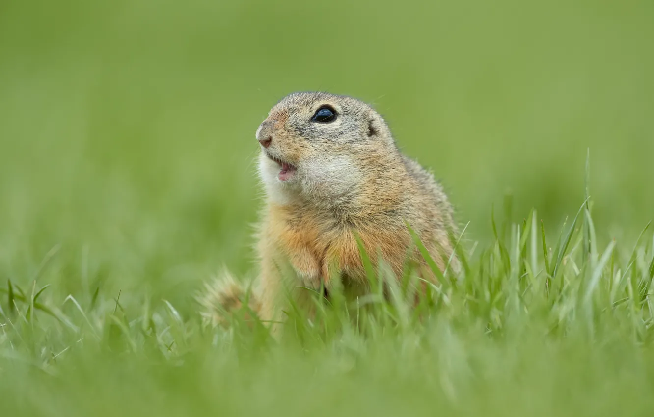 Photo wallpaper grass, look, pose, background, legs, muzzle, gopher, rodent