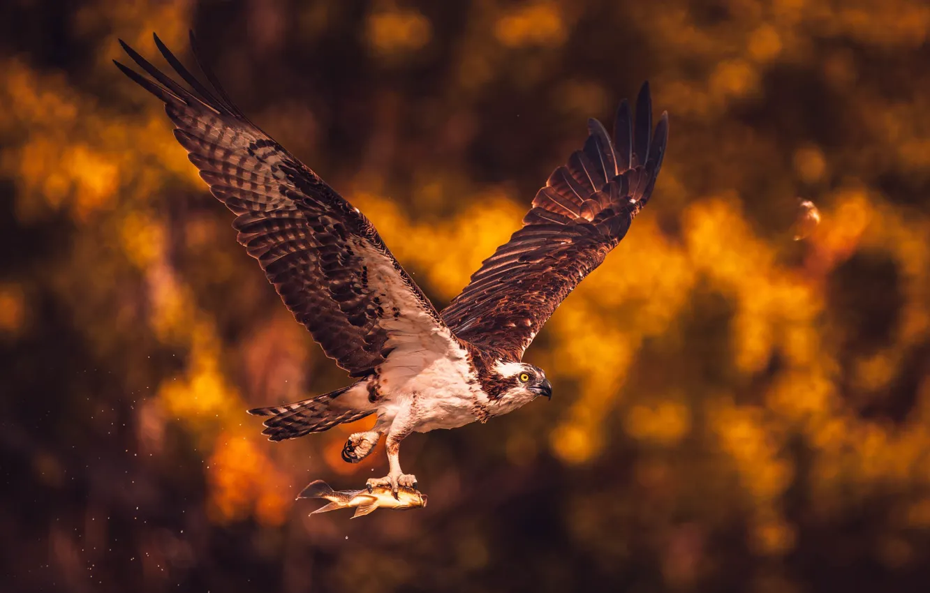 Photo wallpaper flight, bird, fish, hawk, mining