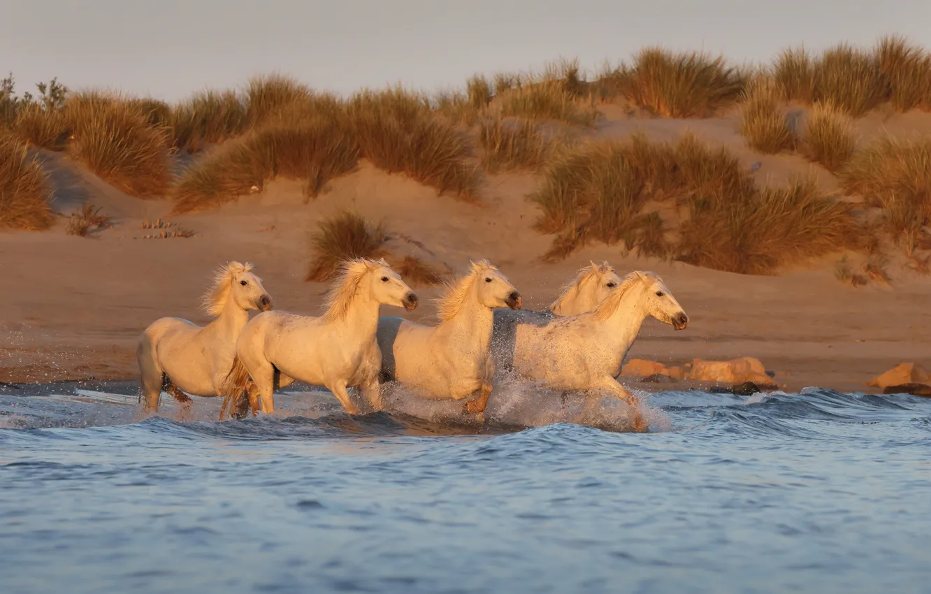 Photo wallpaper horse, shore, horse, running, pond