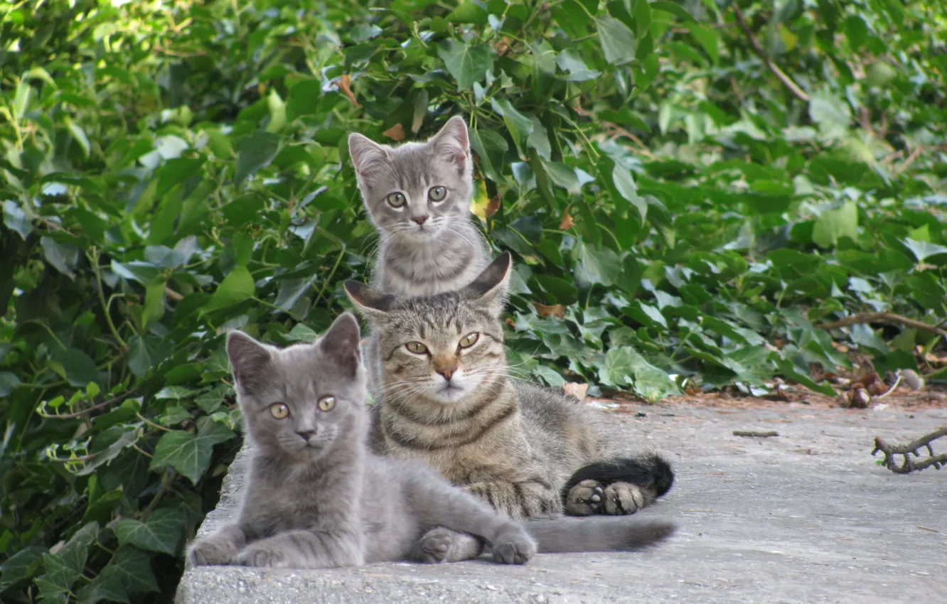 Photo wallpaper greens, cat, kitty