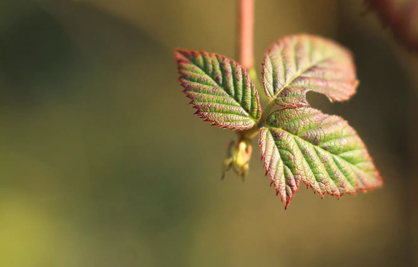 Photo wallpaper leaf, plant, twig