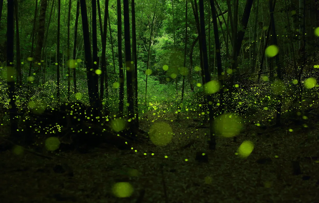 Photo wallpaper forest, fireflies, twilight, bokeh