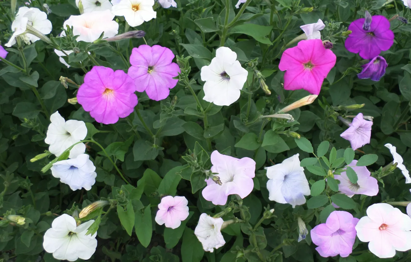 Photo wallpaper summer, June, Petunia