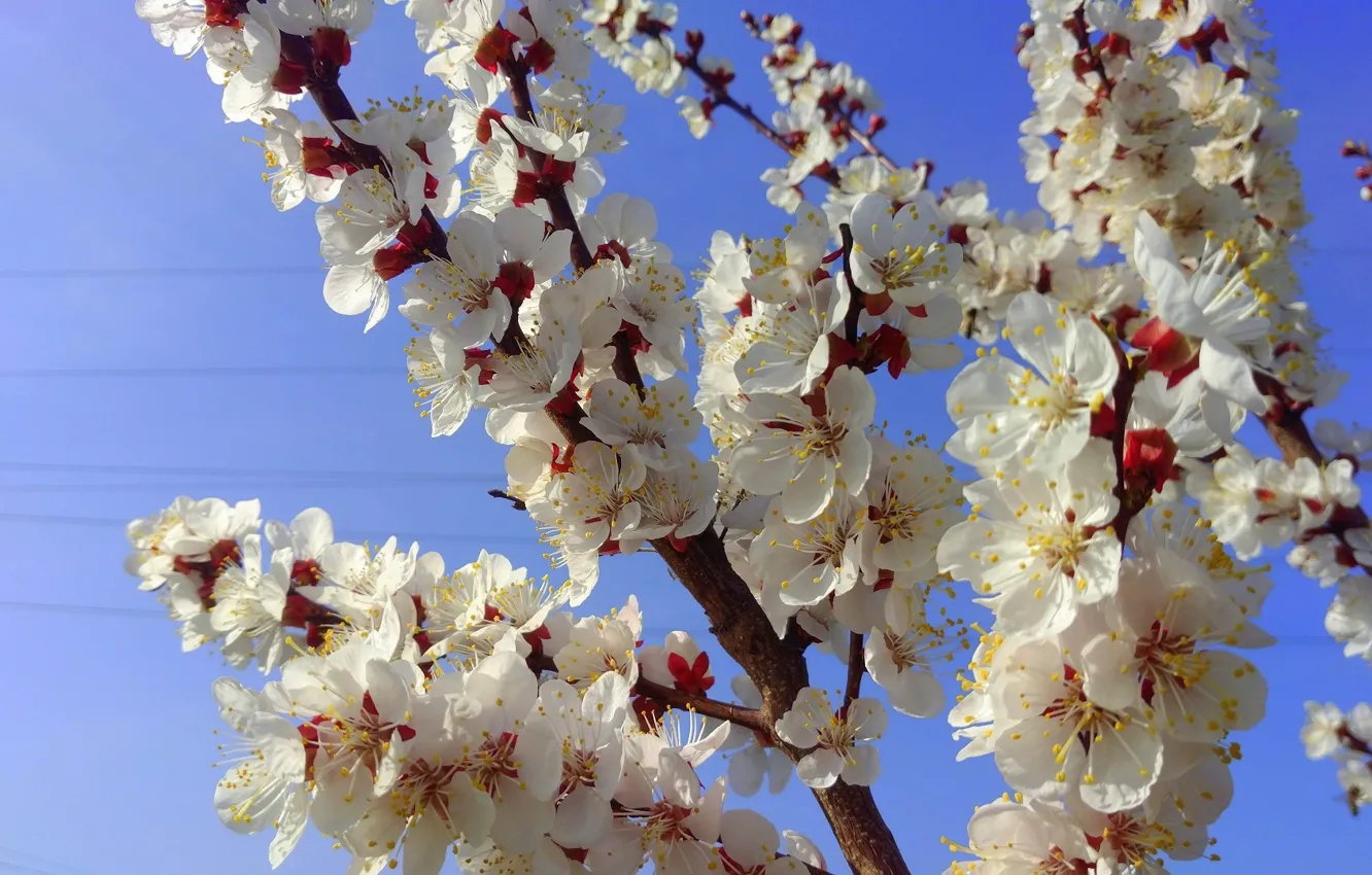 Photo wallpaper flowers, branches, April, spring 2018, Mamala ©