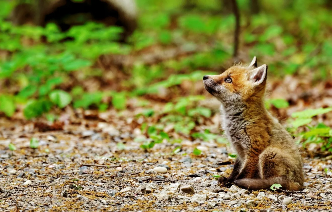 Photo wallpaper fox, animals, nature, animal, baby, wildlife, sitting