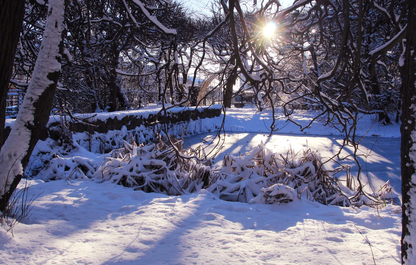 Photo wallpaper trees, park, winter, snow, sun