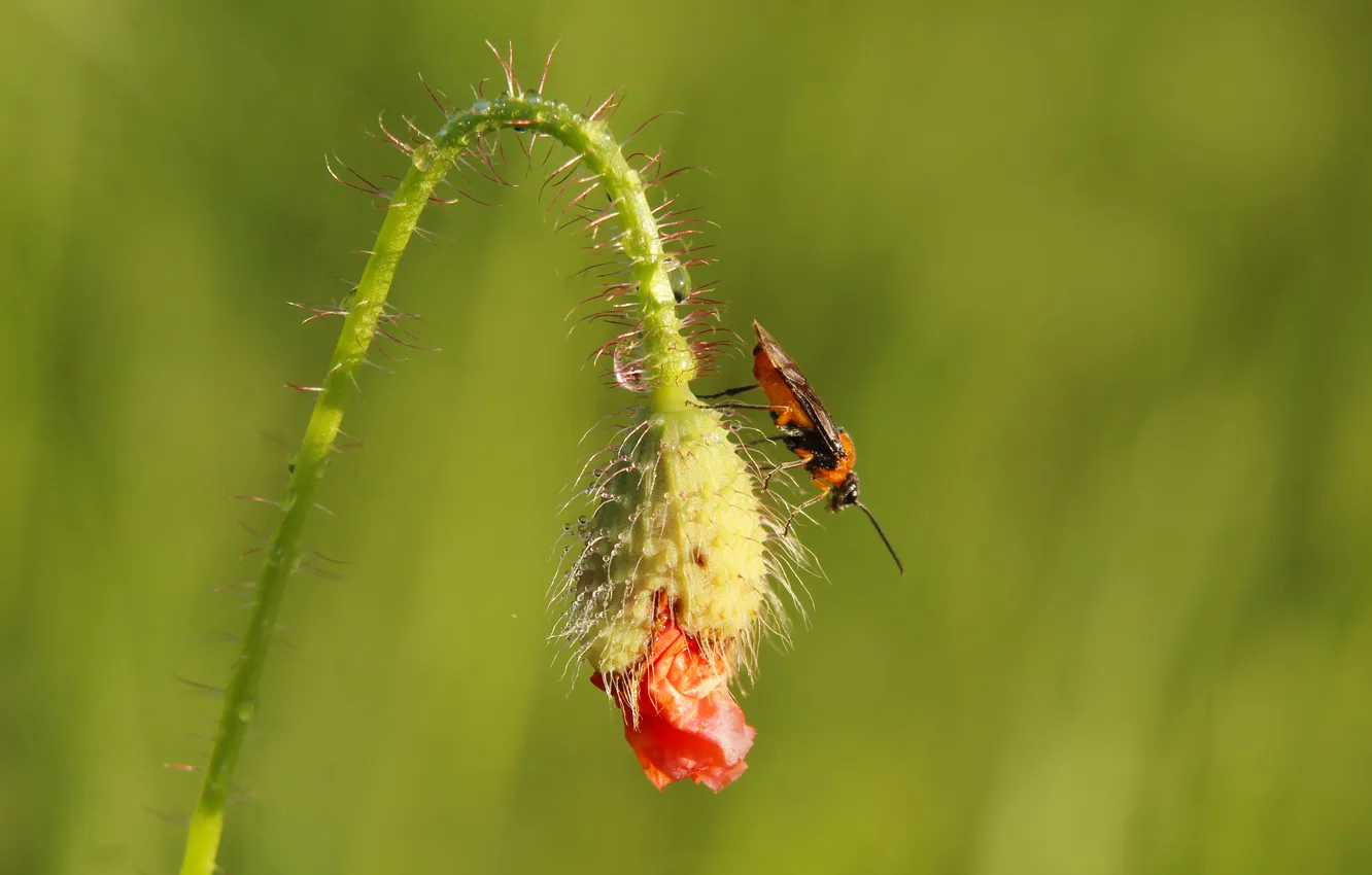 Poppy Insect Wallpaper poppy, plant, insect for mobile and desktop, section природа ...