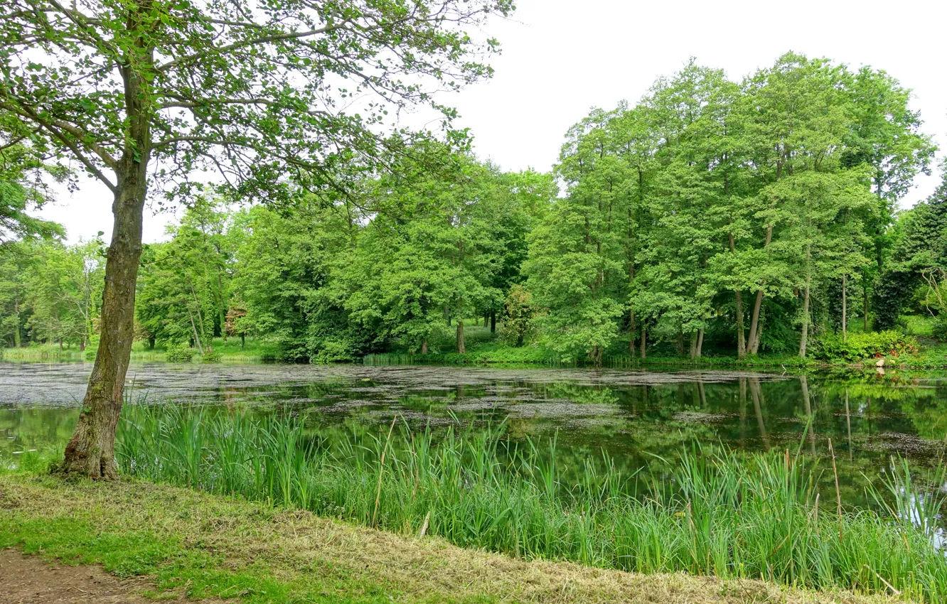 Photo wallpaper summer, pond, England, Stowe, trees, Buckinghamshire, Eleven acre Pond