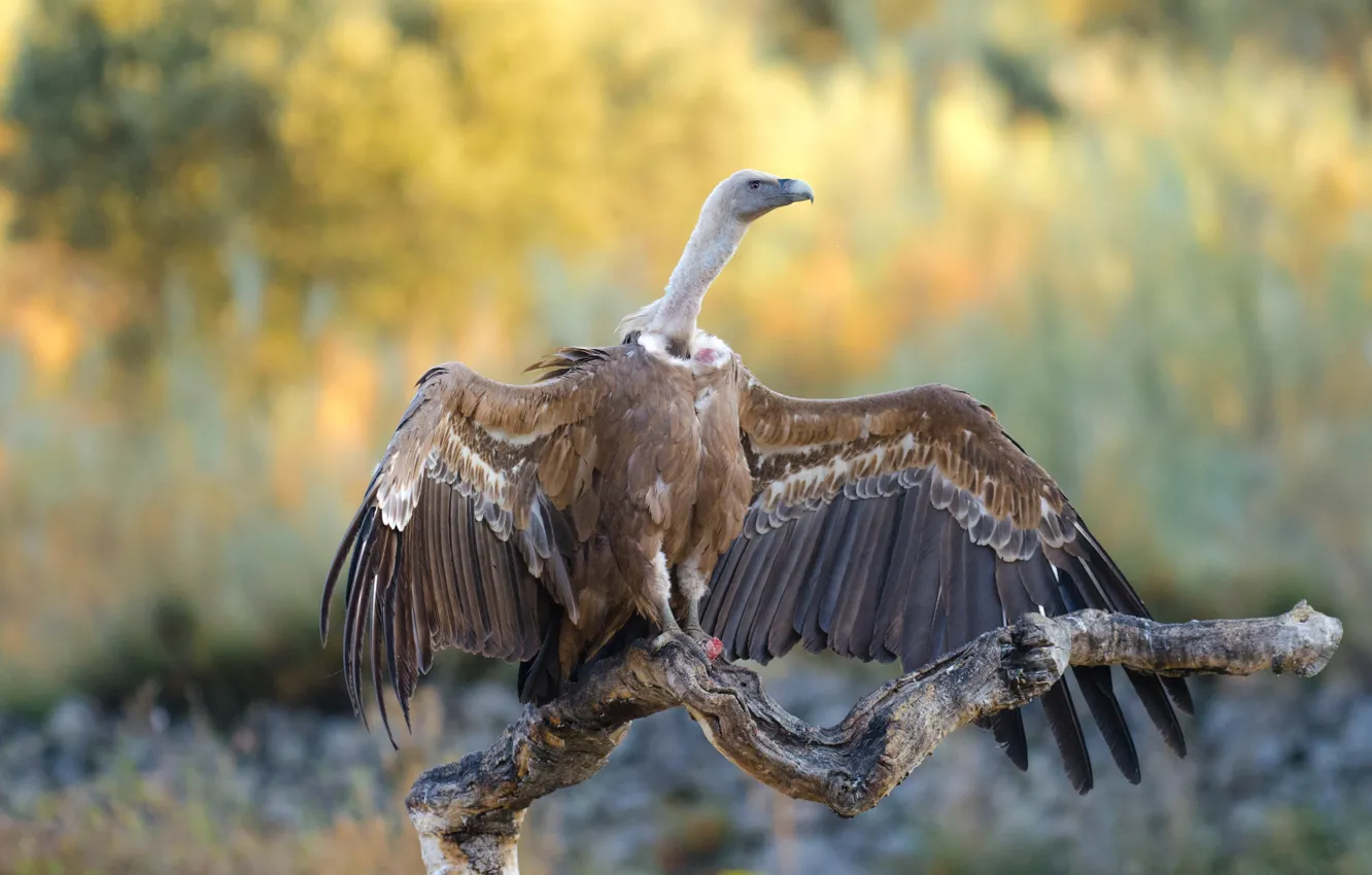 Photo wallpaper nature, bird, wings, snag, Grif, bitches, predatory, the scope