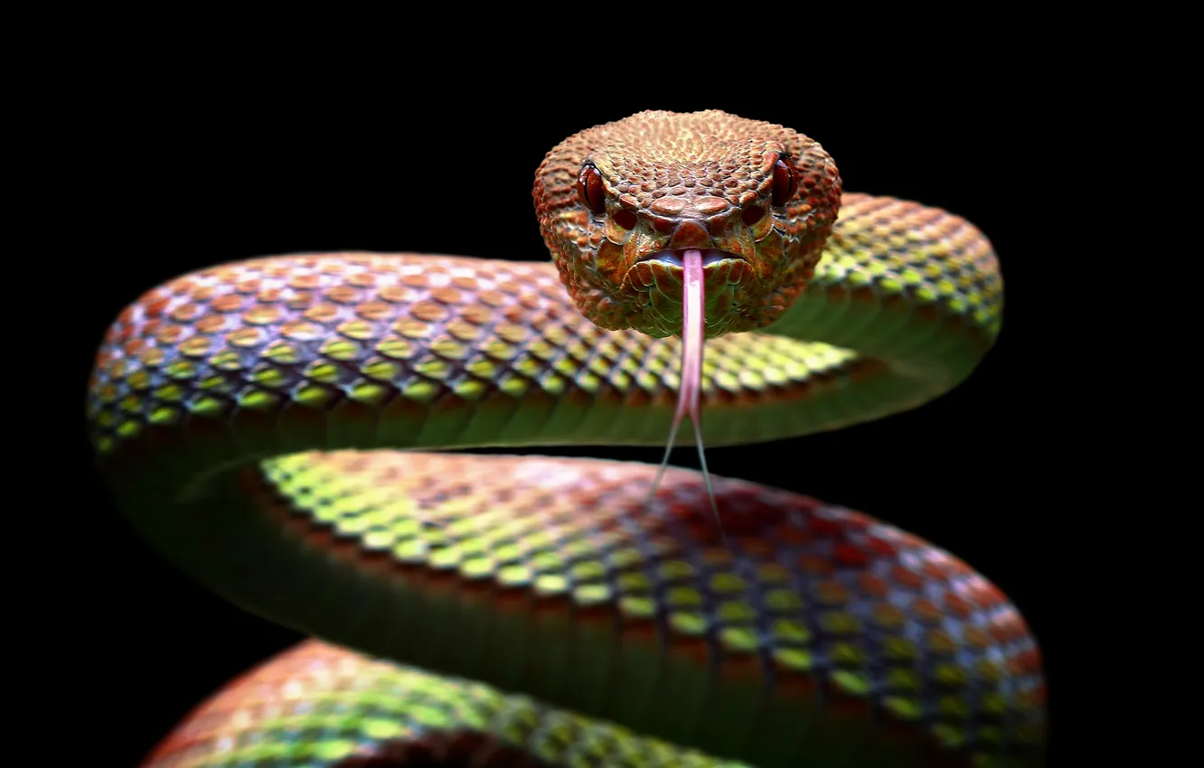 Photo wallpaper Snake, tree, scale, skin, scary, scales, serpent, Species