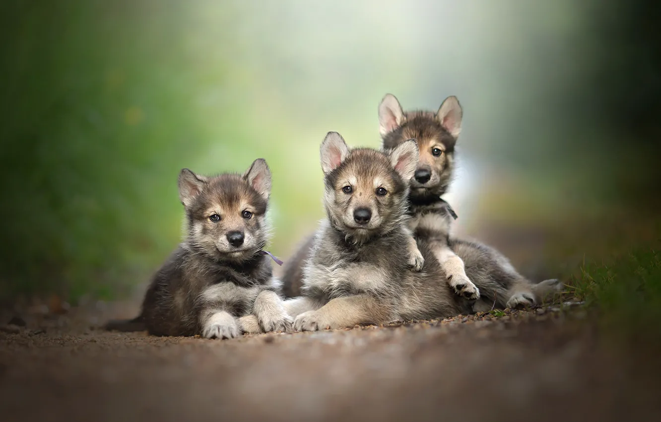 Photo wallpaper nature, family, puppies