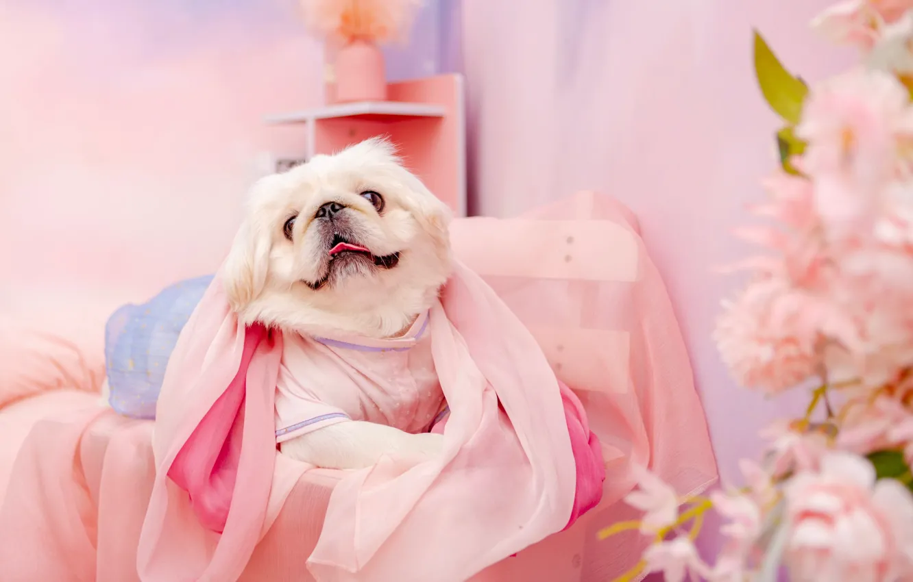 Photo wallpaper look, pose, clothing, dog, costume, outfit, image, face