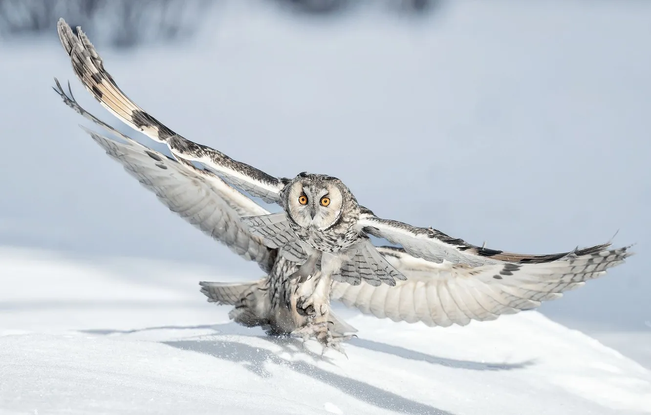 Photo wallpaper winter, look, light, snow, flight, nature, owl, bird