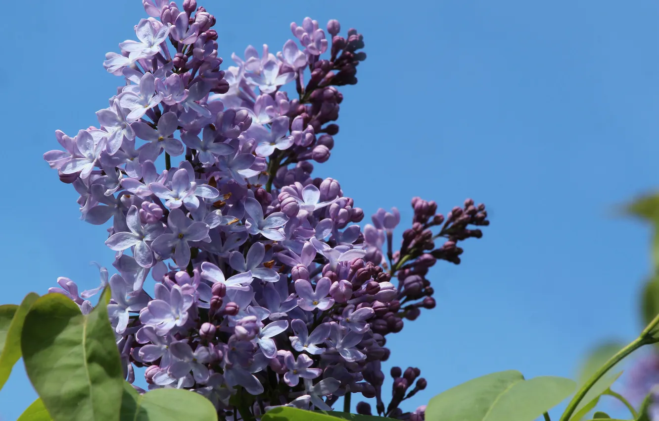 Photo wallpaper flower, spring, lilac, blooming