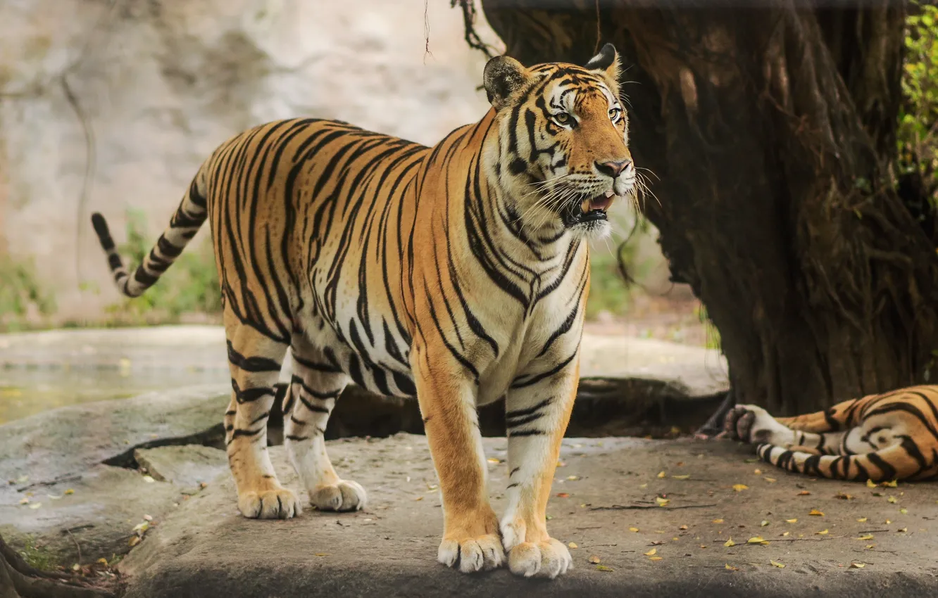 Photo wallpaper look, nature, tiger, pose, stones, tree, is, tigers