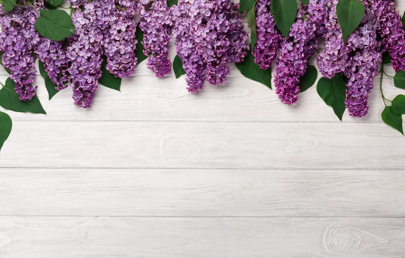 Photo wallpaper flowers, wood, flowers, lilac, romantic, lilac