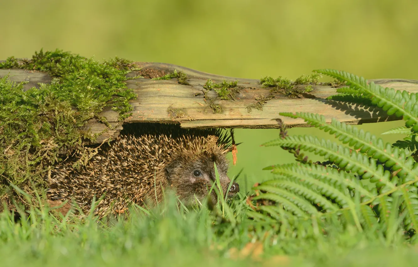Photo wallpaper Board, look, hedgehog, nature, Peeps, moss, muzzle, greens