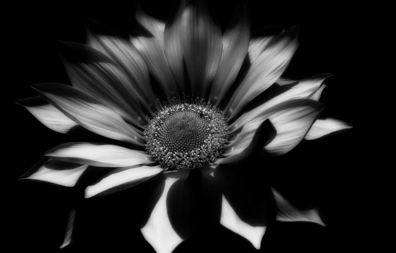 Photo wallpaper flowers, photo, plant, petals, black and white