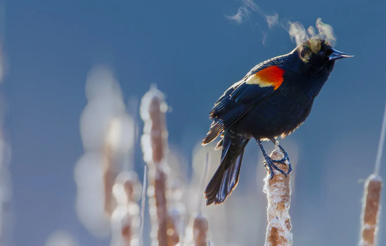 Photo wallpaper cold, winter, bird, reed, red-winged Blackbird