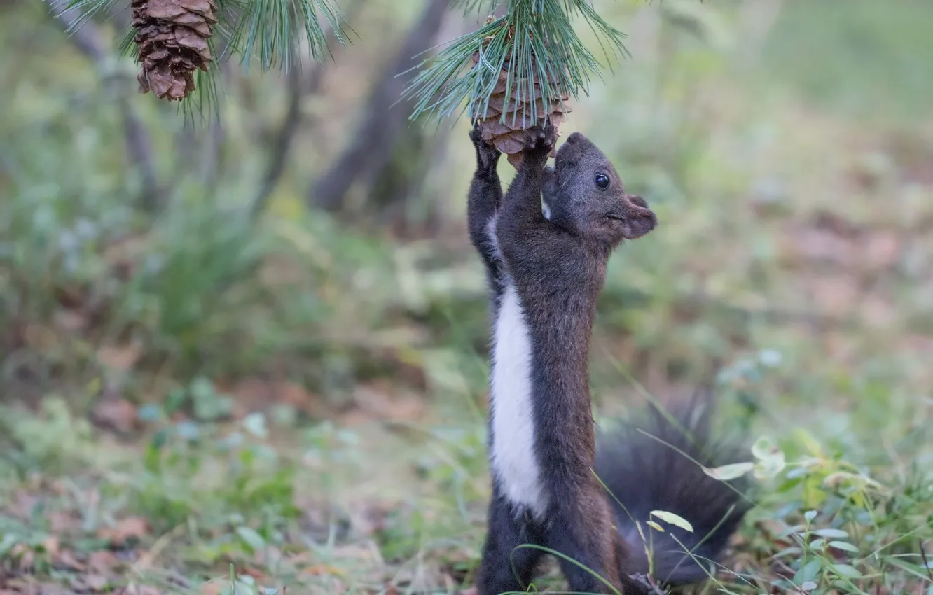 Photo wallpaper needles, protein, bumps, stand, rodent