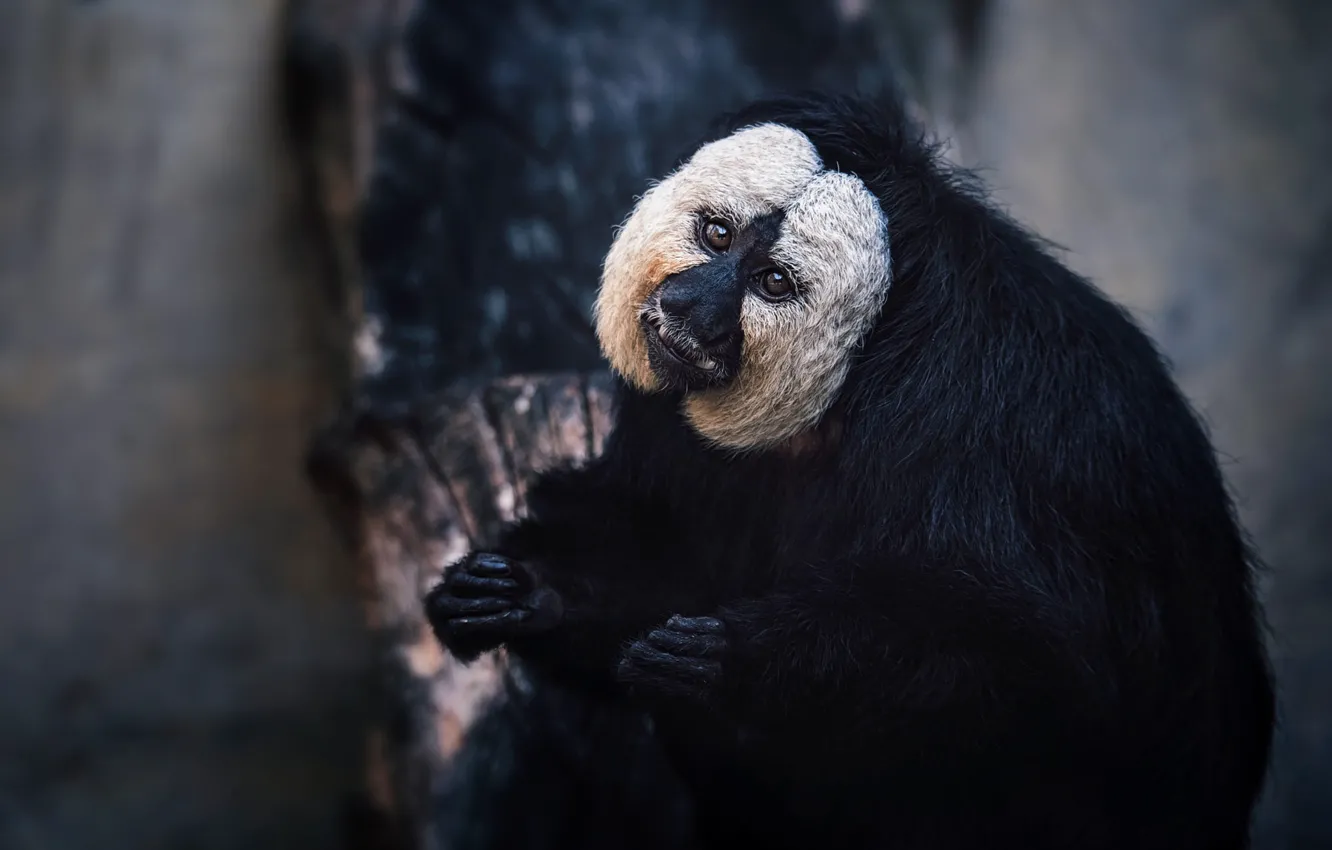 Photo wallpaper white, look, face, nature, pose, the dark background, background, black