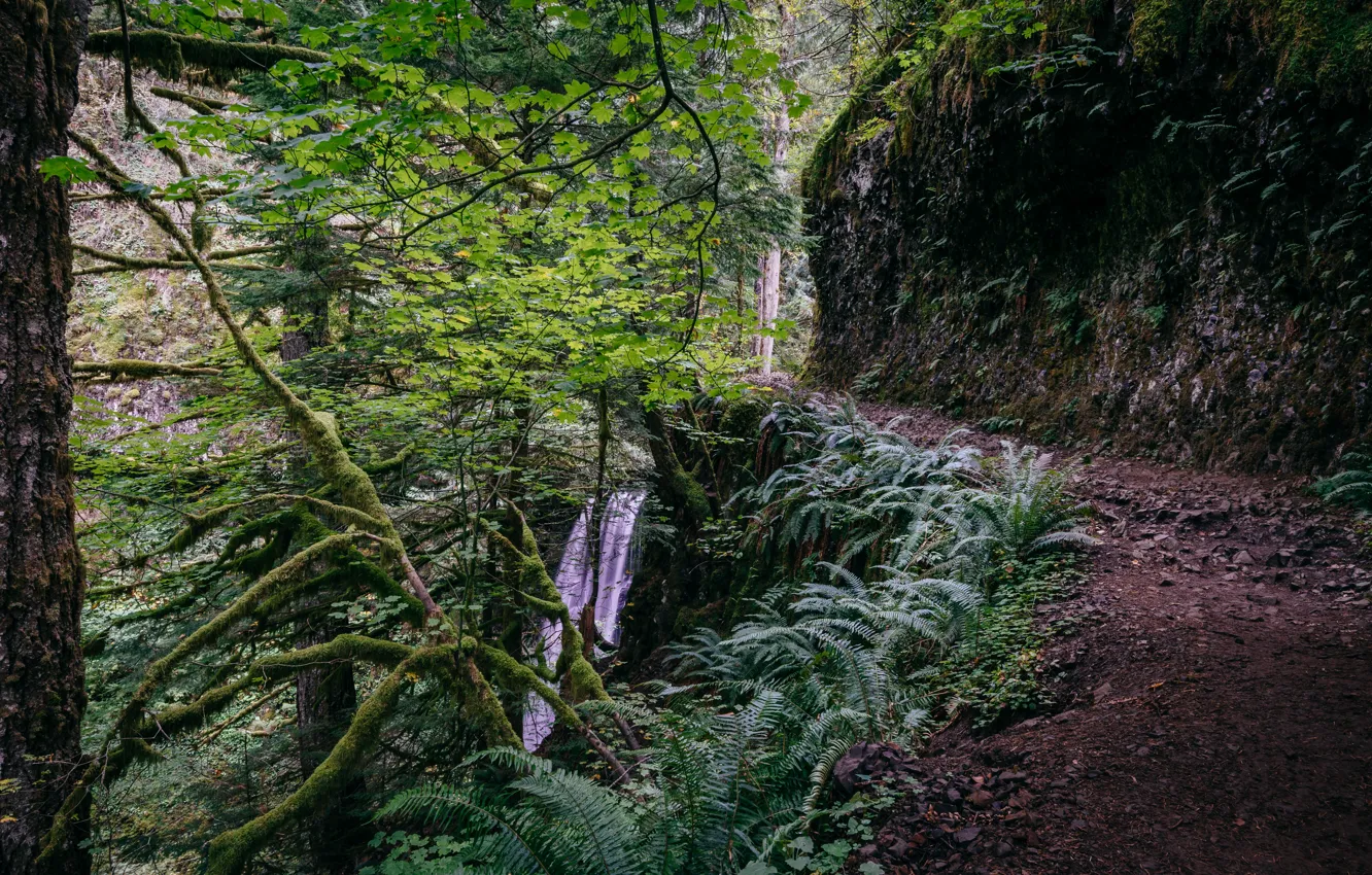 Photo wallpaper trees, nature, waterfall, USA, path, Oregon, Columbia River Gorge