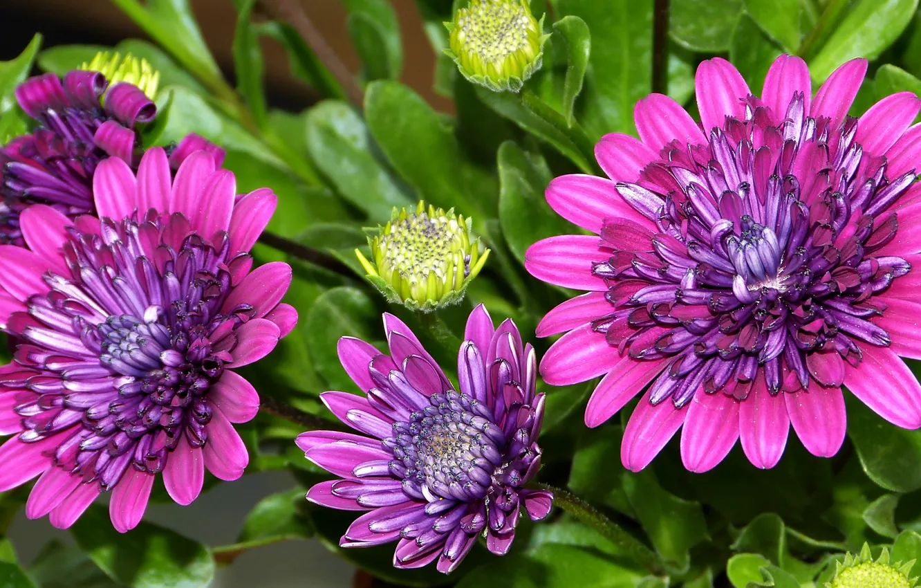Photo wallpaper macro, buds, Osteospermum
