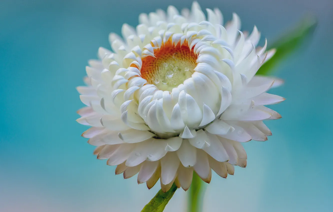 Photo wallpaper drops, flowers, Rosa, background, Fleur Walton