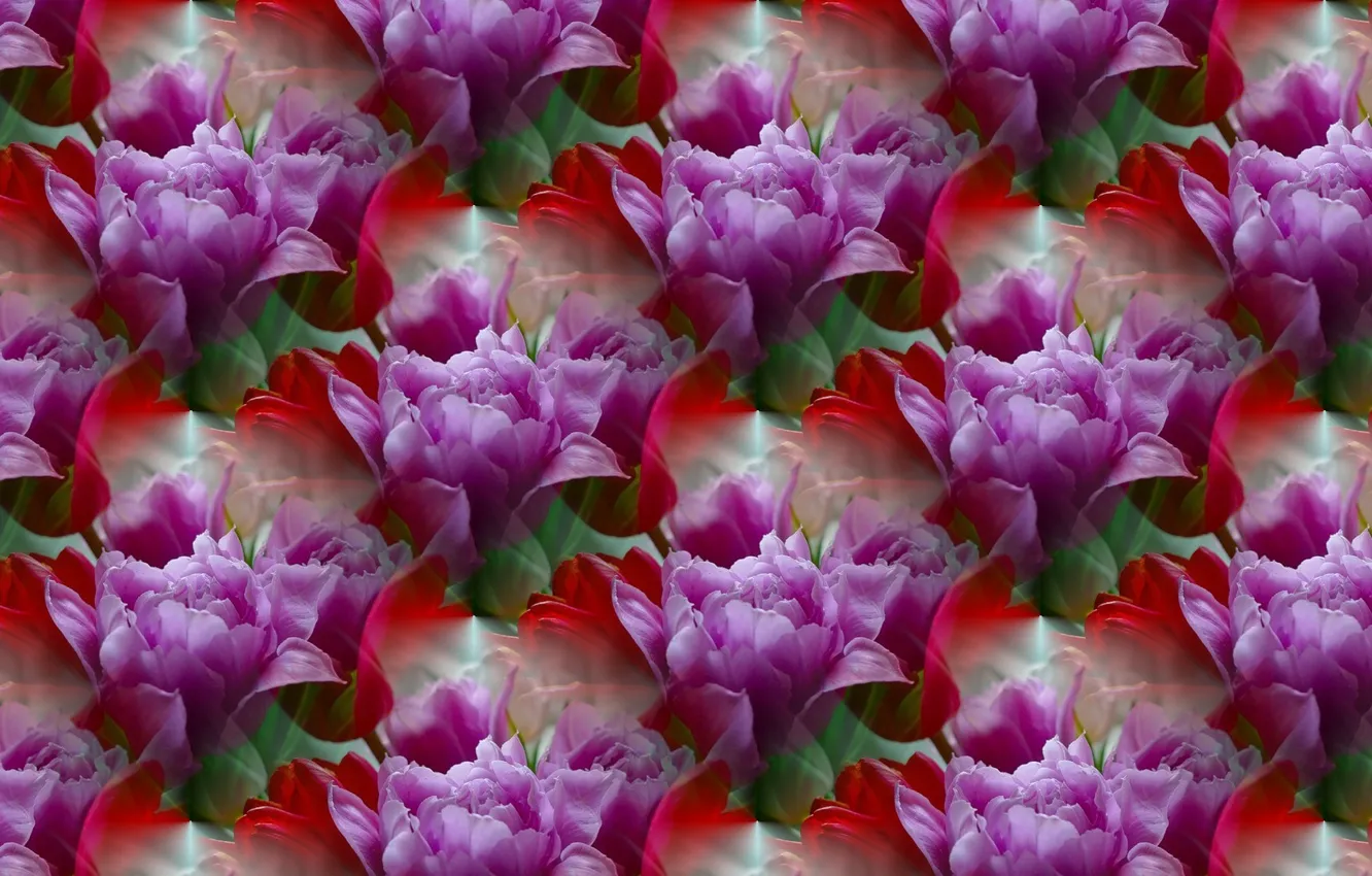 Photo wallpaper flowers, background, texture, tulips