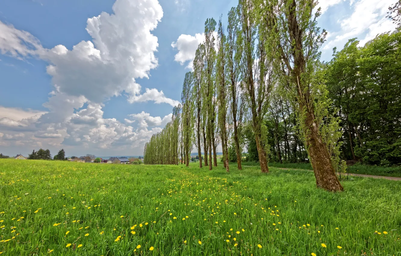 Photo wallpaper field, summer, grass, clouds, trees, Germany, houses, dandelions