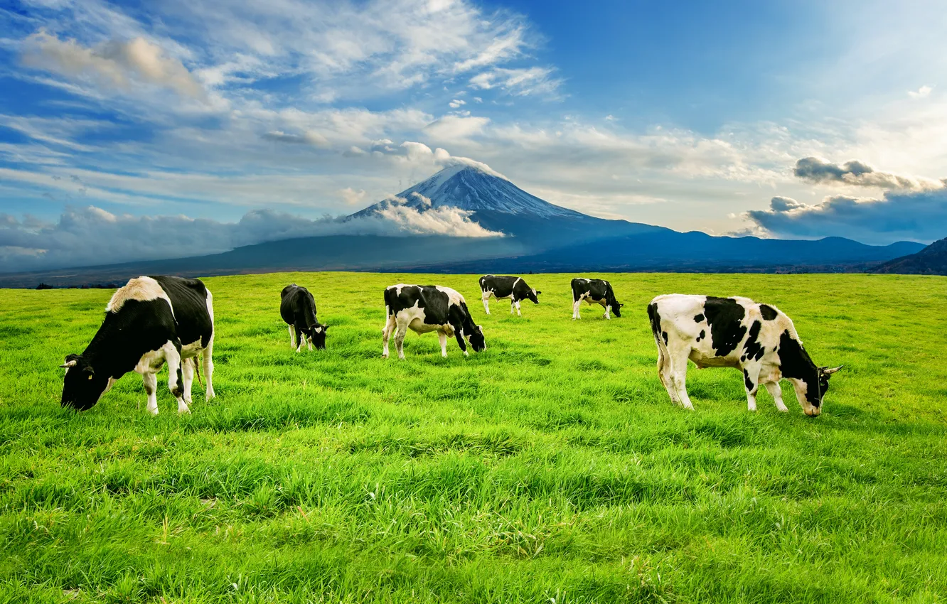 Photo wallpaper greens, field, grass, mountains, cows, pasture, meadow, grazing