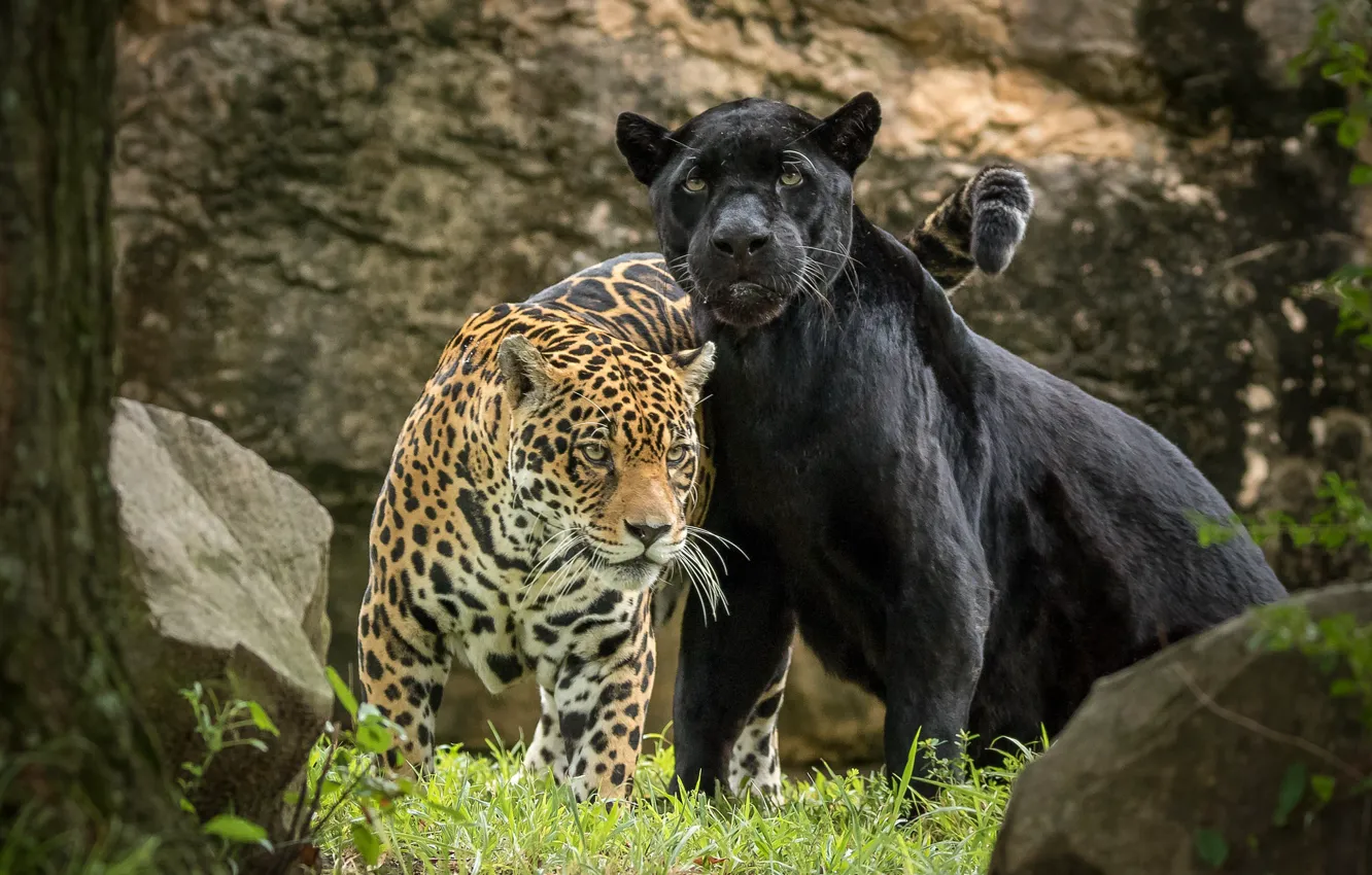 Photo wallpaper predator, Panther, pair, Jaguar