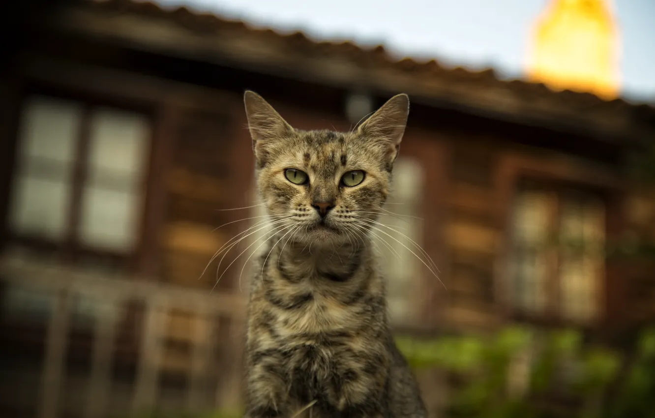 Photo wallpaper cats, cats wallpapers, Bulgaria, cute cat, Nessebar