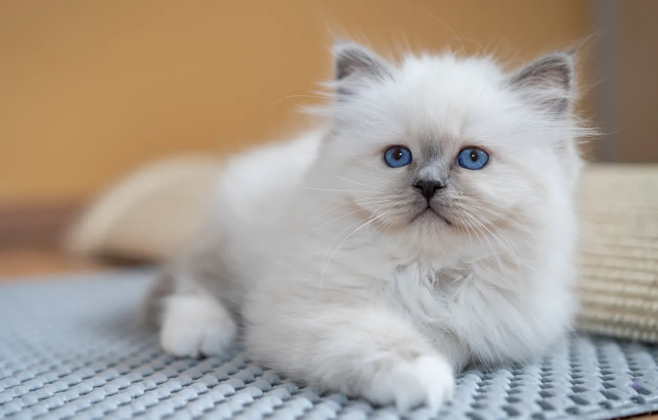 Photo wallpaper cat, white, look, pose, portrait, legs, lies, Mat