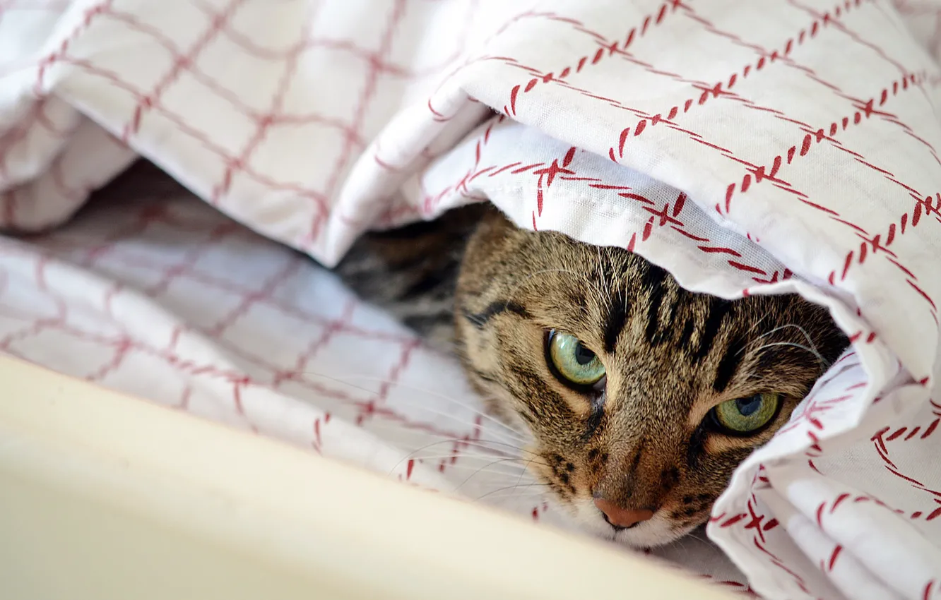 Photo wallpaper eyes, cat, look, hid